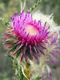 Close-up of pink flower