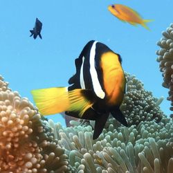 View of fish swimming in sea