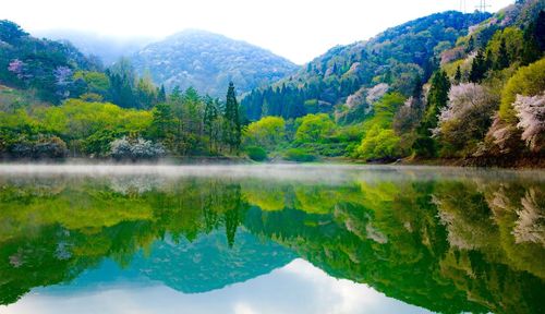 Reflection of trees in lake