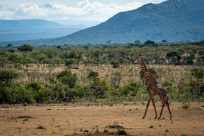 Masai giraffe walks in savannah near hills