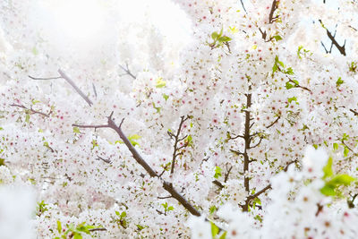 Low angle view of apple blossoms in spring