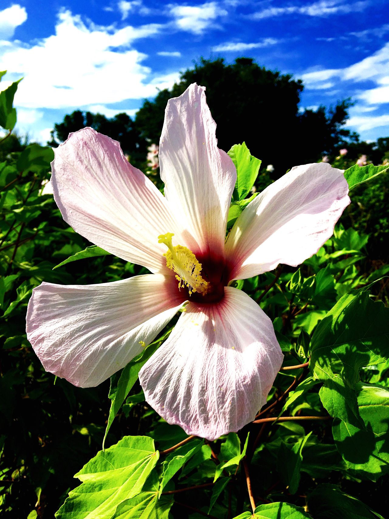 Native hibiscus