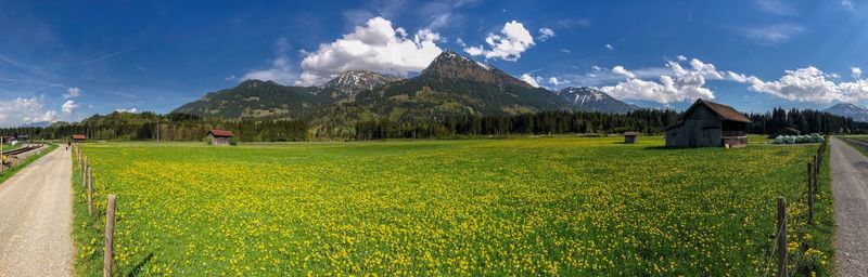 Dandelion flower with mountain panorama