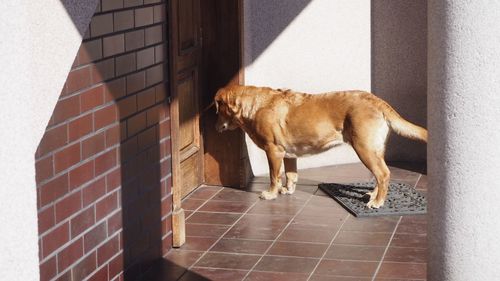 Side view of a dog on tiled floor