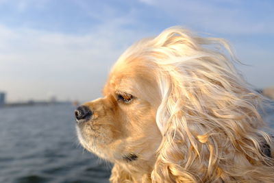 Close-up of a dog looking away