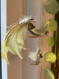 Close-up of feather hanging on window