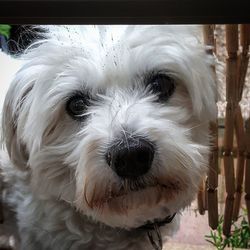 Close-up portrait of dog