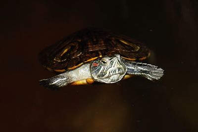 River turtle in pond