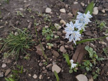 High angle view of white flowering plant