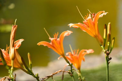 Close-up of orange lily plant