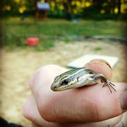 Close-up of lizard