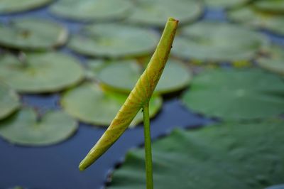 Close up of plant