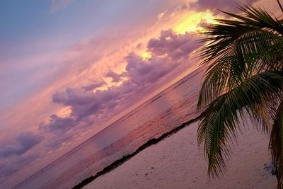 Palm trees at sunset