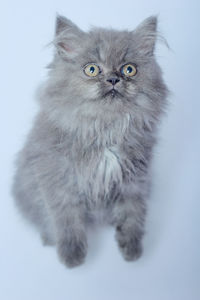 Portrait of a cat