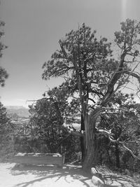 View of trees against sky