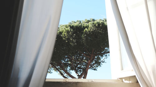 Low angle view of trees against sky seen through window