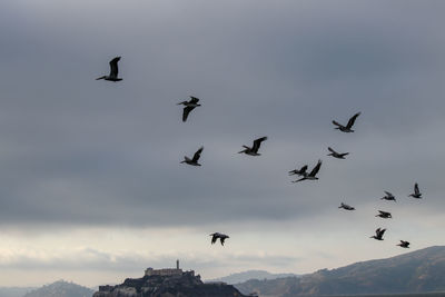 Low angle view of birds flying in sky