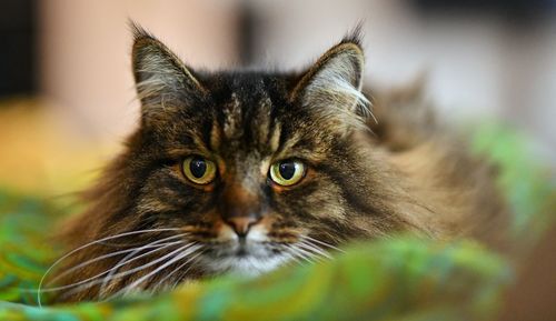 Close-up portrait of a cat