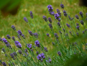 Close-up of purple flowers blooming outdoors