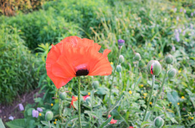 Close-up of poppy blooming outdoors
