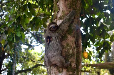 Low angle view of monkey on tree trunk