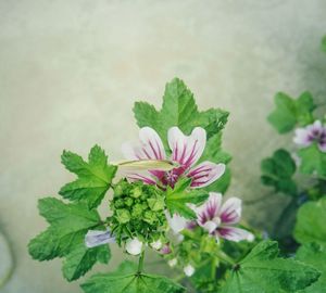 Close-up of pink flowers blooming outdoors