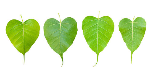 Close-up of leaves against white background