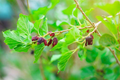 Close-up of insect on plant