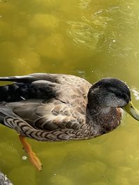 High angle view of duck swimming in lake