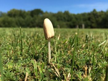 Close-up of mushroom on field against sky