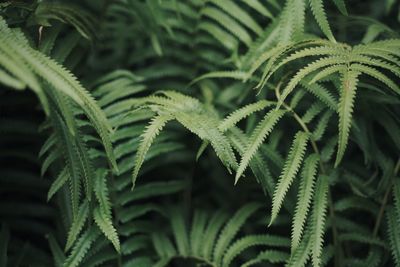 Close-up of fern leaves