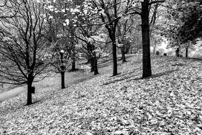 Trees in park during autumn