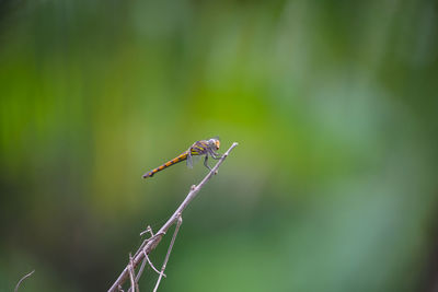 Close-up of insect on plant