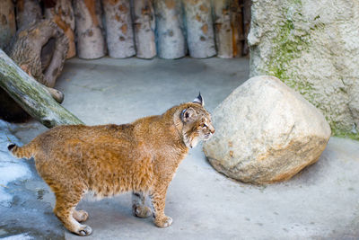 Cat sitting on rock