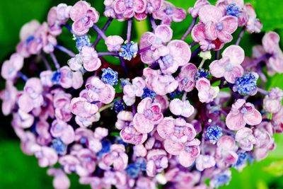 Close-up of purple hydrangea flowers