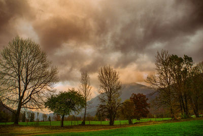 Trees on landscape against sky
