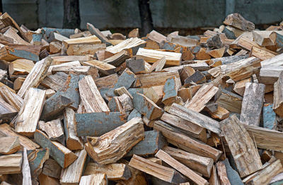 Stack of logs in forest