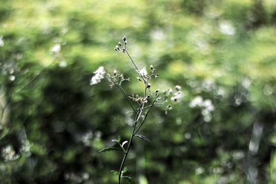 Close-up of butterfly on plant