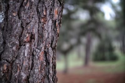 Close-up of tree trunk