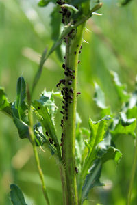 Close-up of an ant farming aphids on a plant stem