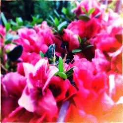 Close-up of pink flower