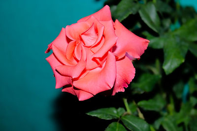 Close-up of pink rose