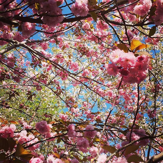 flower, tree, branch, freshness, low angle view, growth, pink color, beauty in nature, fragility, blossom, nature, cherry blossom, cherry tree, pink, springtime, in bloom, blooming, sky, day, outdoors