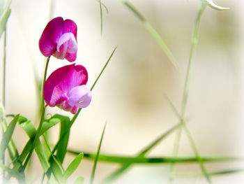 Close-up of crocus blooming outdoors