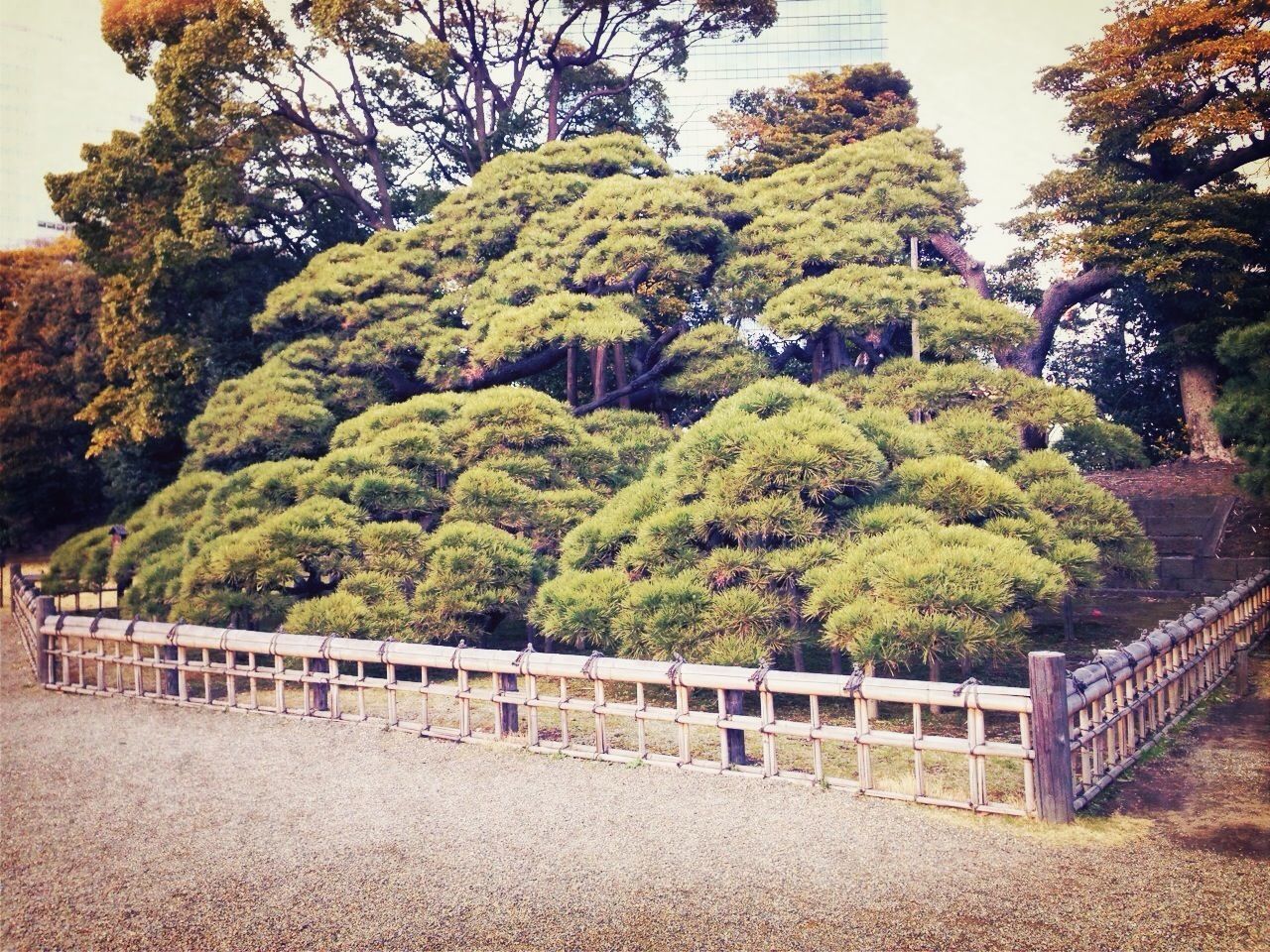 tree, railing, growth, tranquility, nature, tranquil scene, fence, green color, beauty in nature, clear sky, built structure, branch, sky, day, scenics, park - man made space, sunlight, plant, outdoors, no people