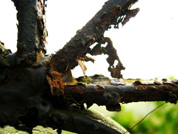 Close-up of tree trunk