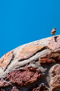 Low angle view of bird perching on rock