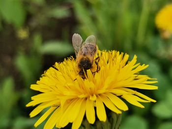 Close-up of honey bee on yellow flower