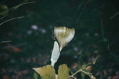 Close-up of butterfly on plant