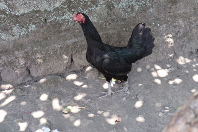 High angle view of duck on field